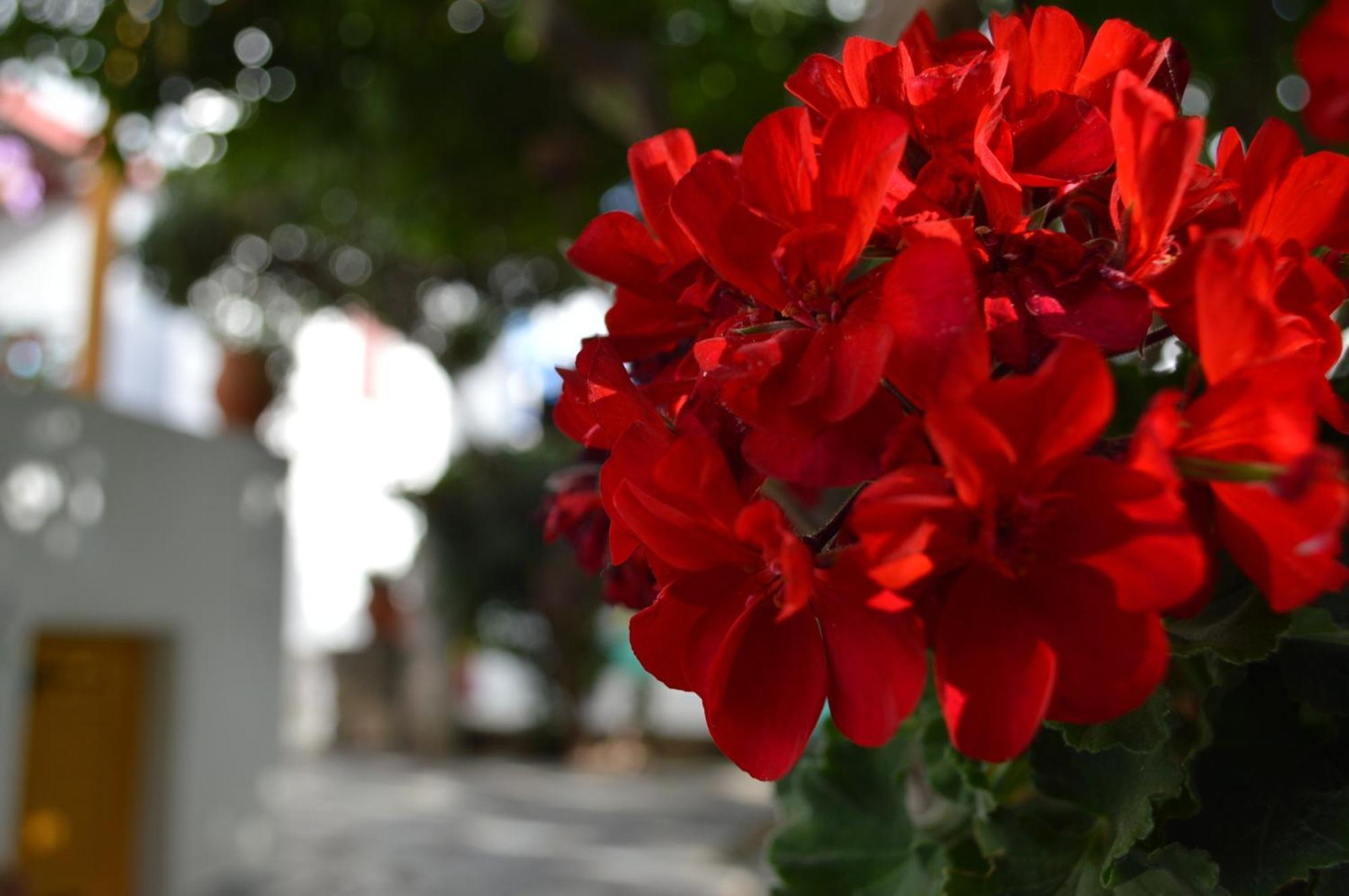 Aegean Village Πάρος Εξωτερικό φωτογραφία