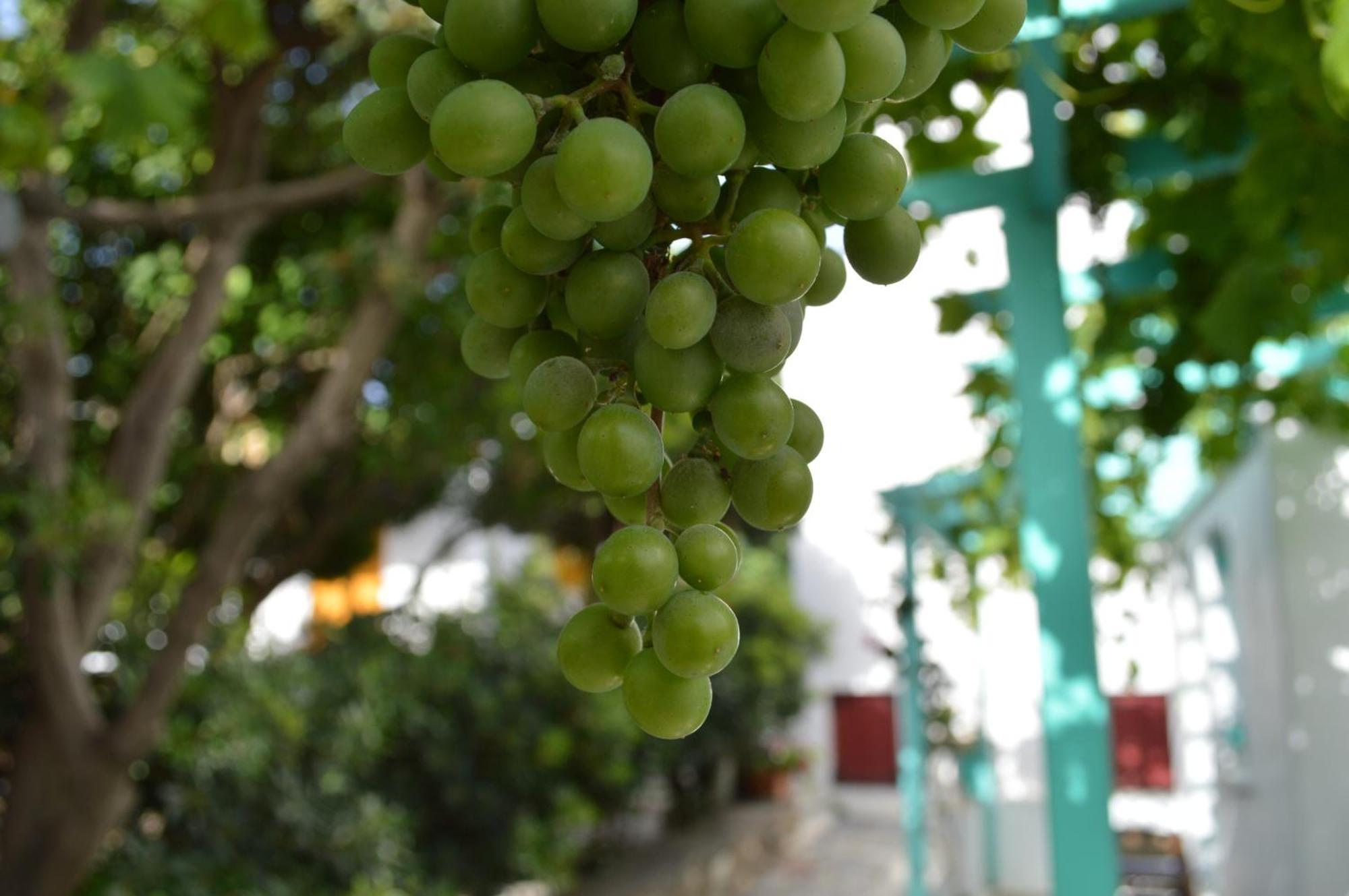 Aegean Village Πάρος Εξωτερικό φωτογραφία