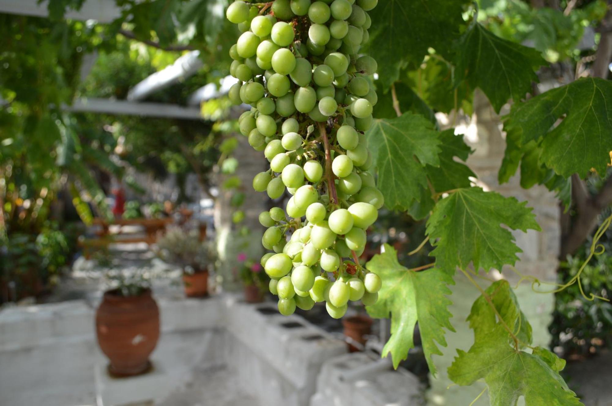 Aegean Village Πάρος Εξωτερικό φωτογραφία